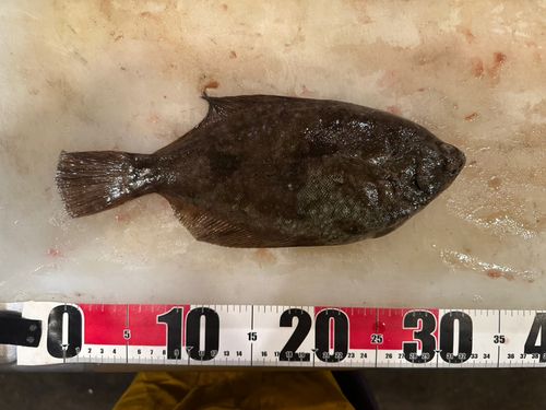 マガレイの釣果