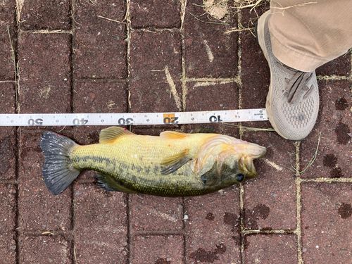 ラージマウスバスの釣果