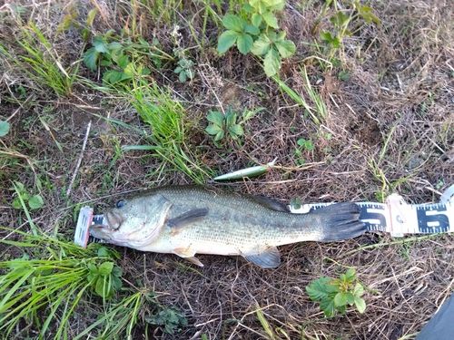 ラージマウスバスの釣果