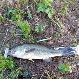 ラージマウスバス