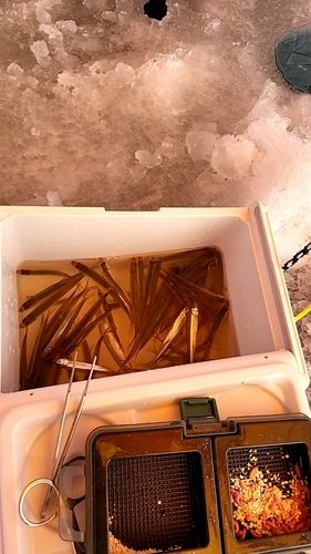 ワカサギの釣果