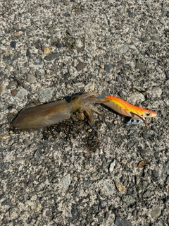 ケンサキイカの釣果