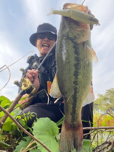 ブラックバスの釣果