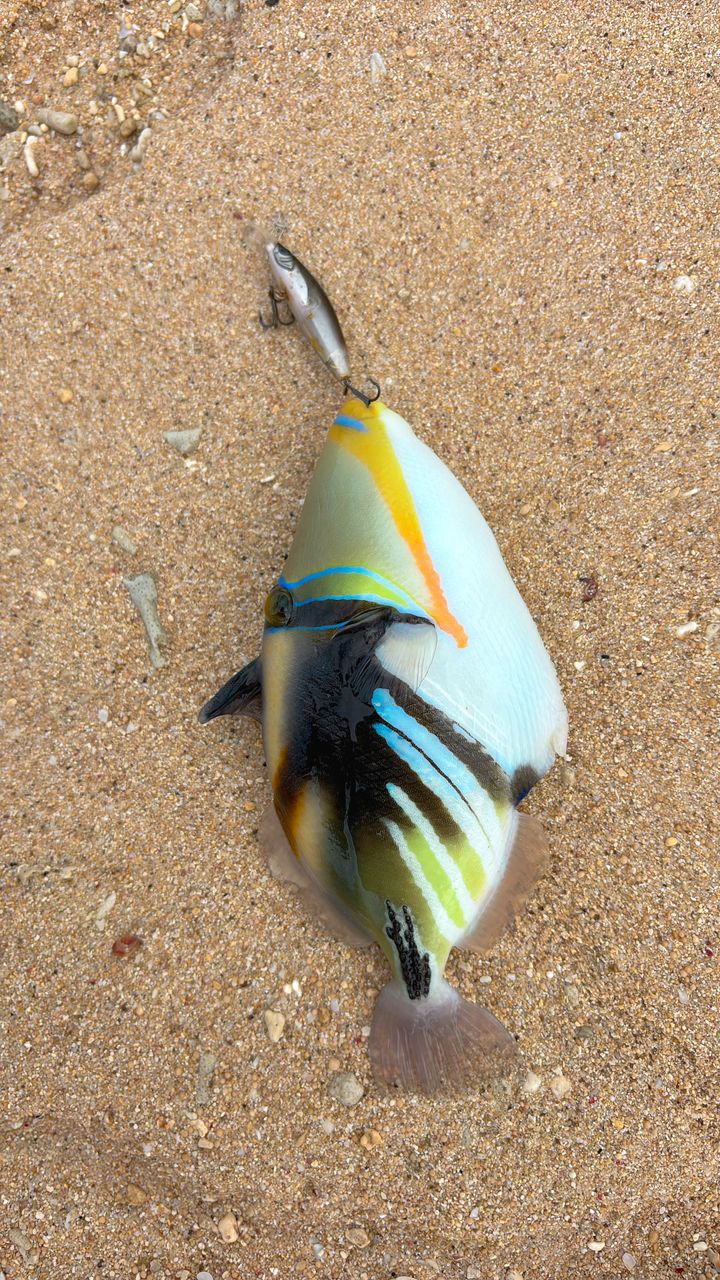 ムラサメモンガラ