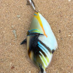 ムラサメモンガラ