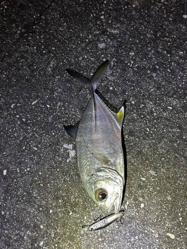 ギンガメアジの釣果