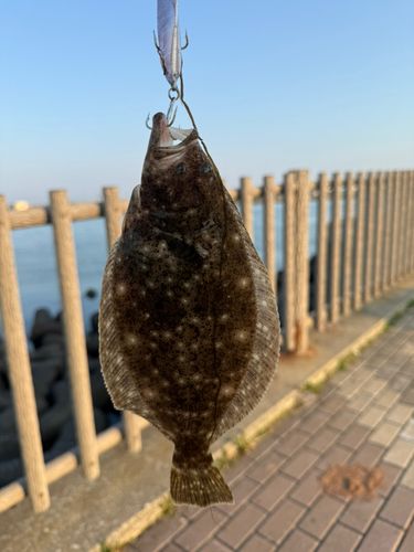 ソゲの釣果