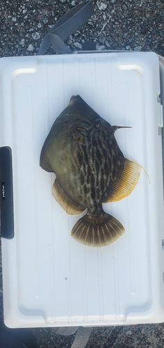 カワハギの釣果