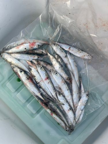 サバの釣果