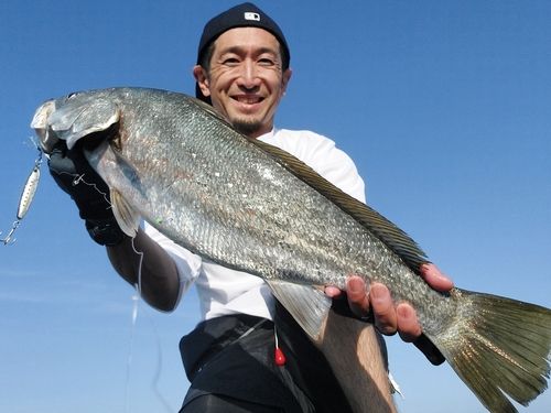オオニベの釣果