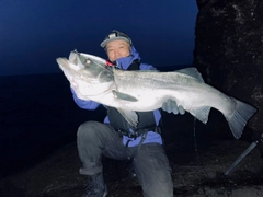 ヒラスズキの釣果