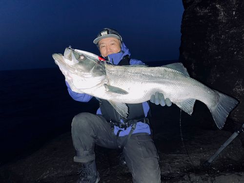 ヒラスズキの釣果