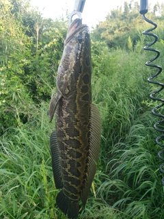 ライギョの釣果