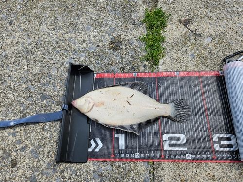 クロガシラガレイの釣果