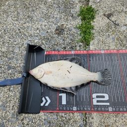 クロガシラガレイ