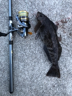 アイナメの釣果