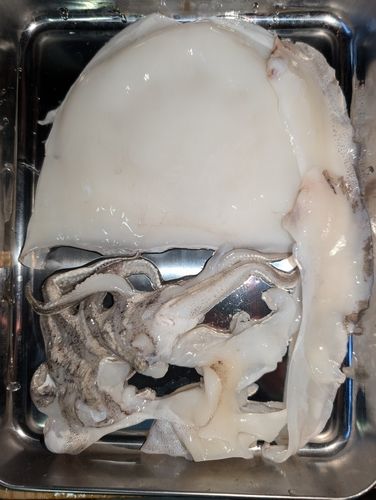 シリヤケイカの釣果