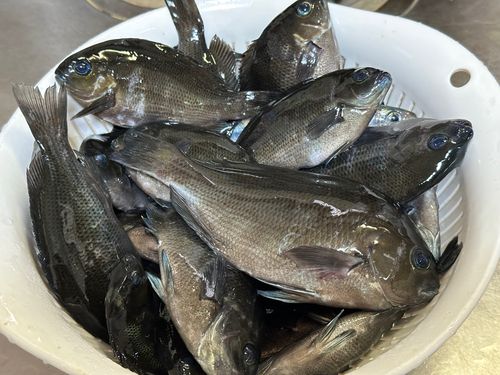 クロの釣果