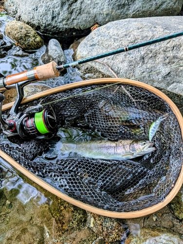 ニジマスの釣果