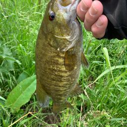 スモールマウスバス