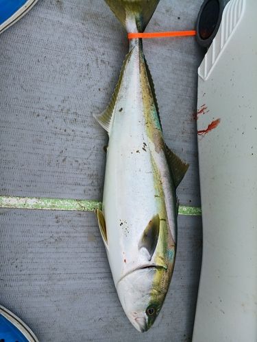 ワラサの釣果