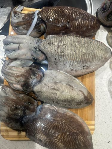 コウイカの釣果