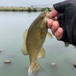 スモールマウスバス