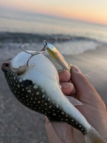 クサフグの釣果