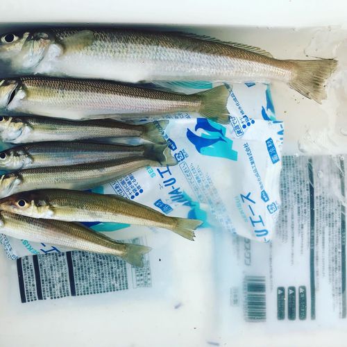キスの釣果
