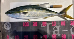 ワラサの釣果