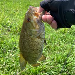 スモールマウスバス