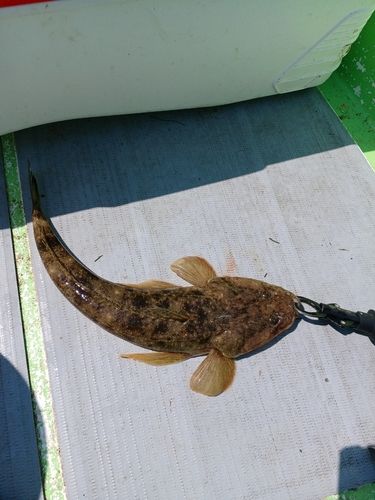 マゴチの釣果