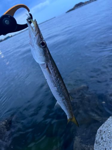 アカカマスの釣果