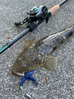 マゴチの釣果