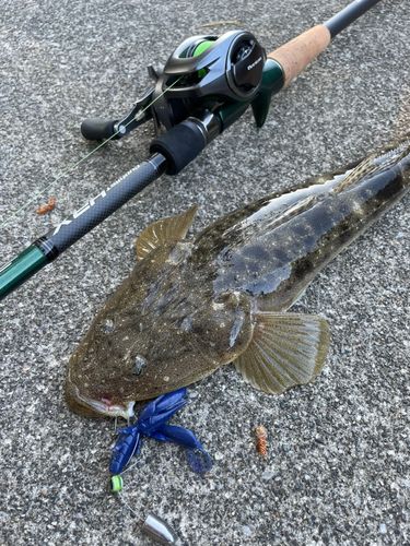 マゴチの釣果