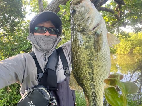 ブラックバスの釣果