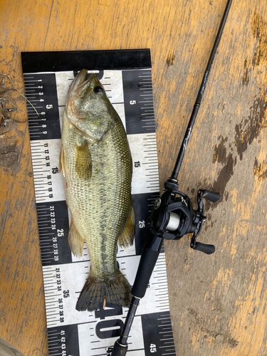 ラージマウスバスの釣果