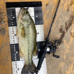 ラージマウスバス