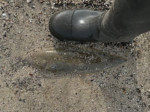 シタビラメの釣果
