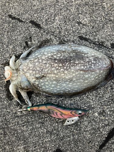 シリヤケイカの釣果