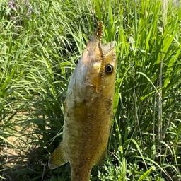 スモールマウスバス