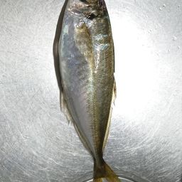 アジ