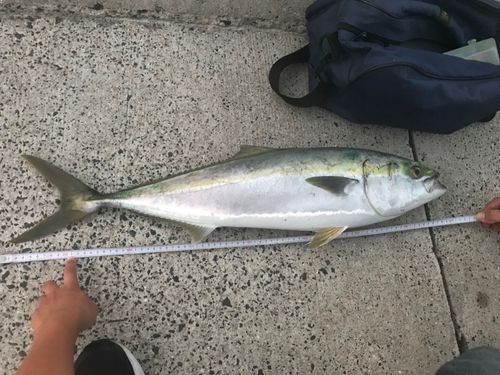 ハマチの釣果