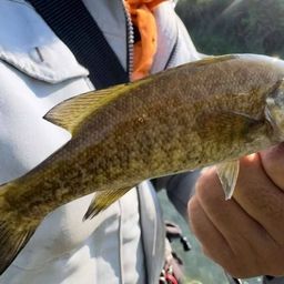 スモールマウスバス