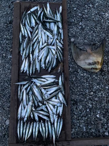 サバの釣果
