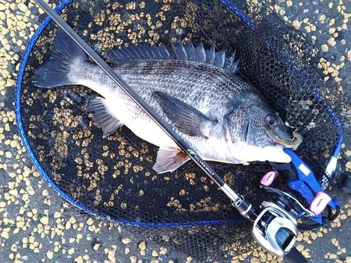 チヌの釣果