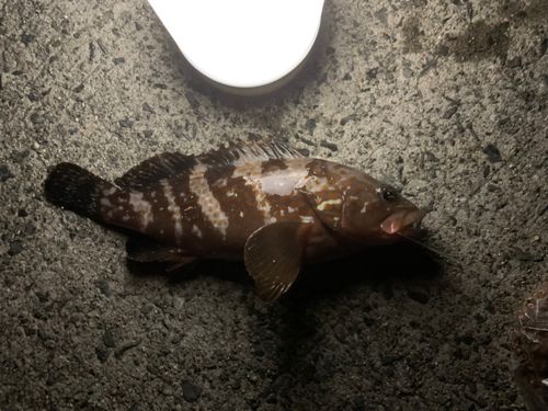 アコウの釣果