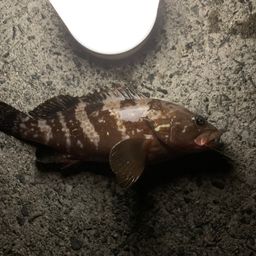 アコウ