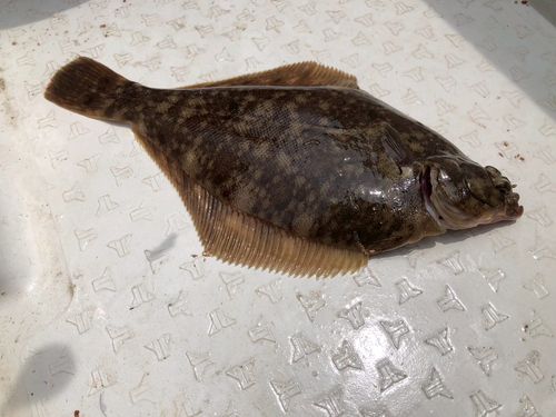 カレイの釣果