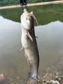 ナマズの釣果